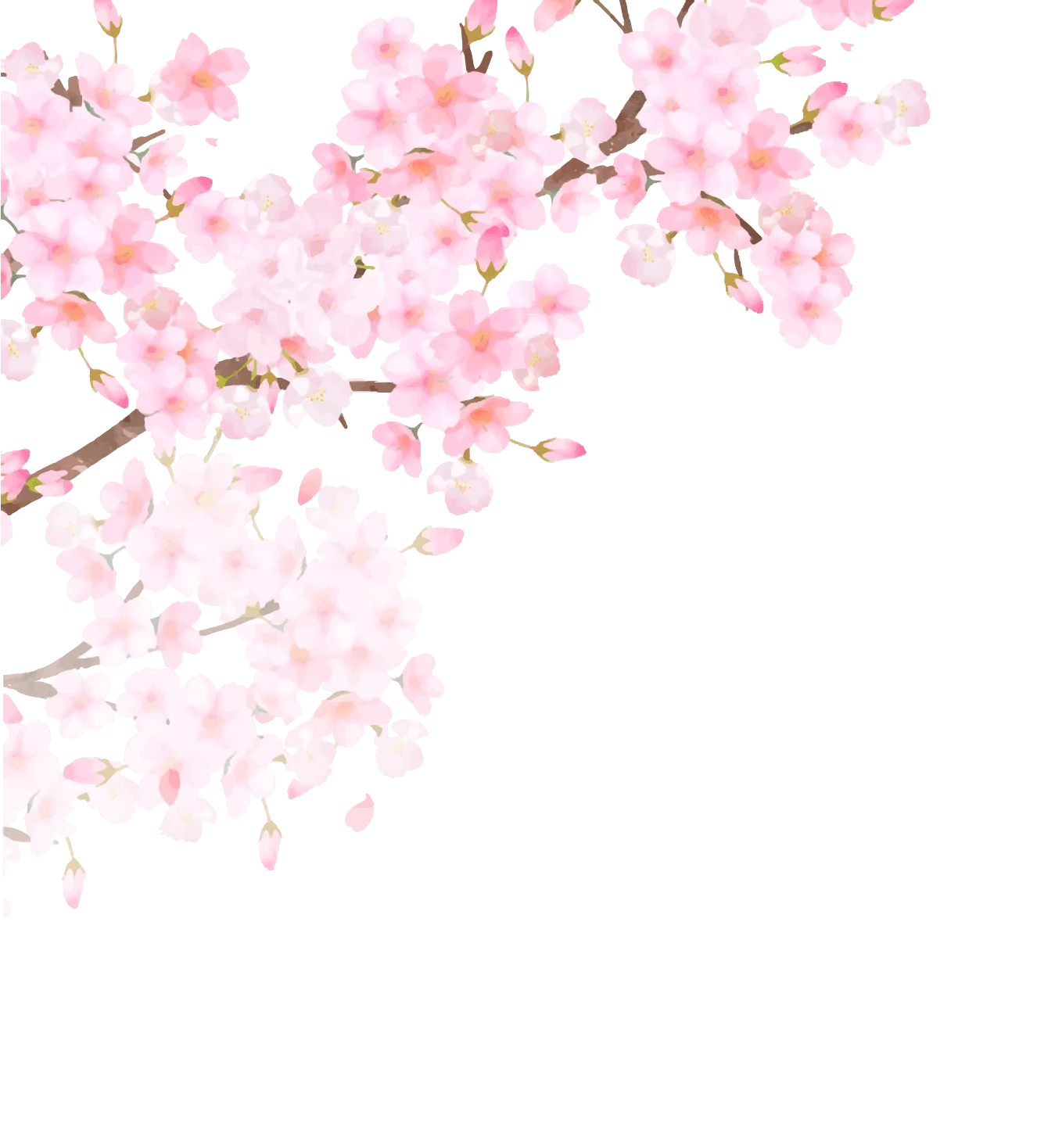 桜